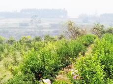 �������ܵ��l(xi��ng)�����ǰ���ӷ��s����������ؚ�F����С����ͨ�^���������(y��u)���Ľ�(j��ng)����������׃��ؚ�F��ò������̽۴��S������ɵ��r(n��ng)��@�����S������롭