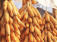 �Ŵ���������֮����