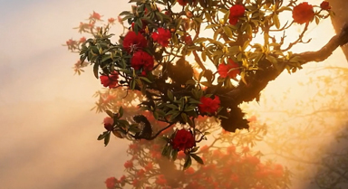 霧鎖漾濞，金光穿霧花如夢(mèng)