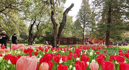 北京：中山公園郁金香綻放